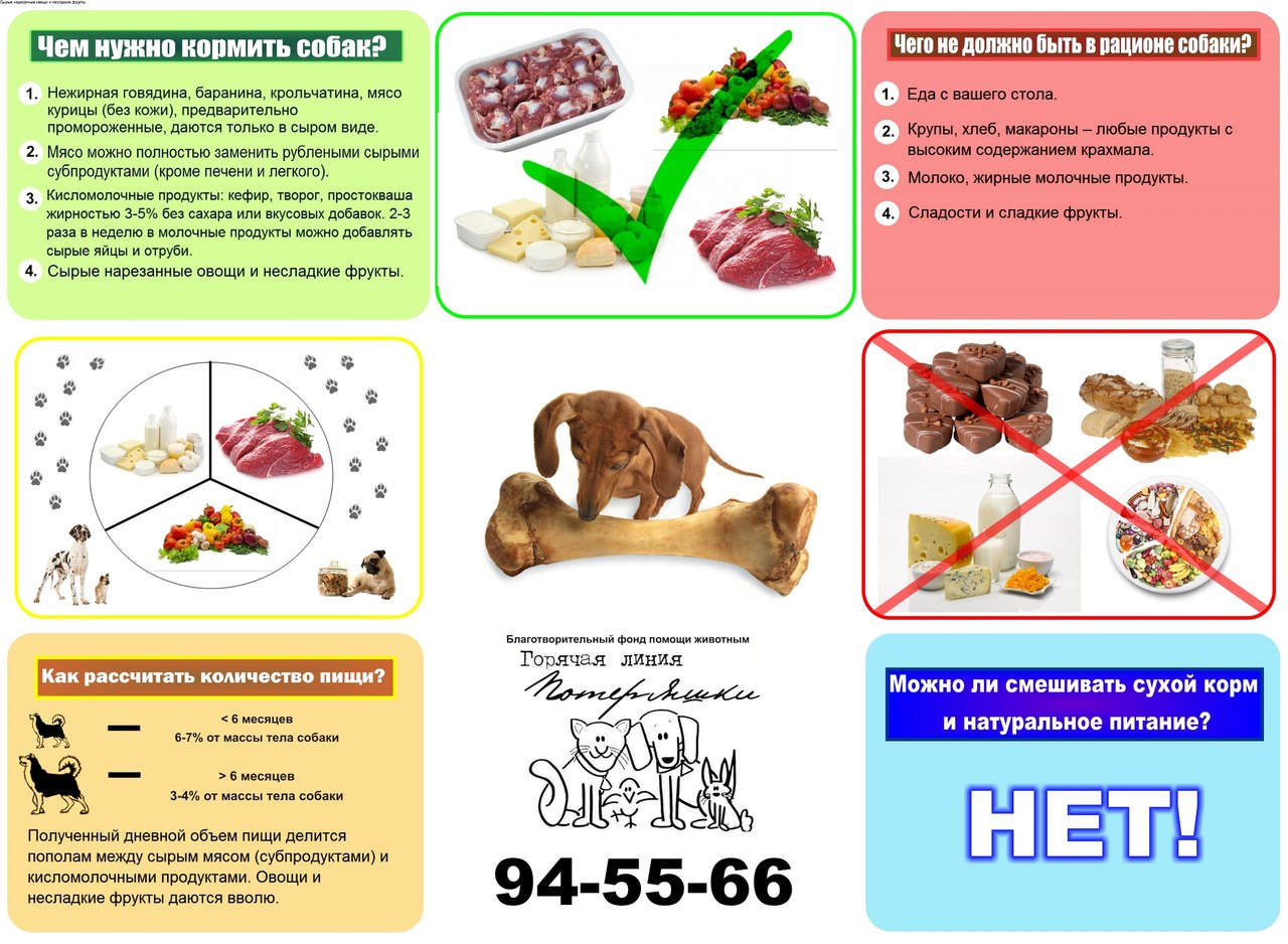 Почему собакам нельзя сыр. Схема натурального кормления собак. Рацион питания для щенка натуралкой. Рацион собаки при натуральном кормлении. Натуральное питание для собак таблица.